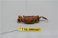 藏品(長足長方蟹)的圖片